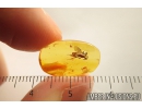 Rare Wasp Hymenoptera Mutillidae. Fossil insect in Baltic amber #9764