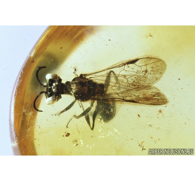 Rare Sand Wasp Crabronidae and 2 Moths Lepidoptera Fossil inclusions in Baltic amber #9770