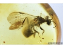 Rare Sand Wasp Crabronidae and 2 Moths Lepidoptera Fossil inclusions in Baltic amber #9770