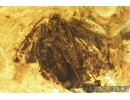 Rare Sand Wasp Crabronidae and 2 Moths Lepidoptera Fossil inclusions in Baltic amber #9770
