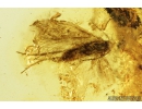 Rare Sand Wasp Crabronidae and 2 Moths Lepidoptera Fossil inclusions in Baltic amber #9770