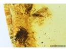 Rare Sand Wasp Crabronidae and 2 Moths Lepidoptera Fossil inclusions in Baltic amber #9770