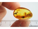 Rare Sand Wasp Crabronidae and 2 Moths Lepidoptera Fossil inclusions in Baltic amber #9770