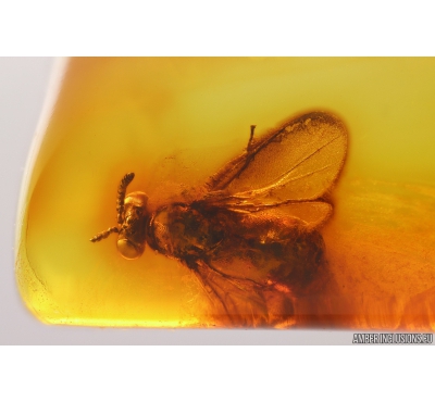 Chalcid Wasp, Chalcidoidea. Fossil insect in Baltic amber #9771