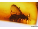 Chalcid Wasp, Chalcidoidea. Fossil insect in Baltic amber #9771