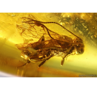 Nice Wasp Hymenoptera Ichneumonoidea. Fossil insect in Baltic amber #9774