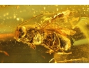 Nice Wasp Hymenoptera Ichneumonoidea. Fossil insect in Baltic amber #9774