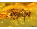 Nice Wasp Hymenoptera Ichneumonoidea. Fossil insect in Baltic amber #9774
