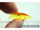 Nice Wasp Hymenoptera Ichneumonoidea. Fossil insect in Baltic amber #9774