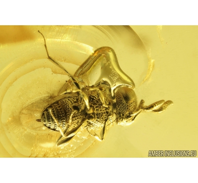 Rare Parasitic Wasp Scelionidae Platygastroidea. Fossil inclusion in Baltic amber #9775