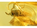 Rare Parasitic Wasp Scelionidae Platygastroidea. Fossil inclusion in Baltic amber #9775