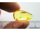 Rare Parasitic Wasp Scelionidae Platygastroidea. Fossil inclusion in Ukrainian Rovno amber #9776R