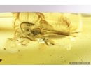 Rare Parasitic Wasp Scelionidae Platygastroidea. Fossil inclusion in Ukrainian Rovno amber #9776R