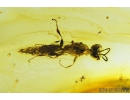 Sand Wasp, Hymenoptera, Crabronidae. Fossil inclusion in Baltic amber #9777