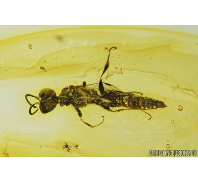 Sand Wasp, Hymenoptera, Crabronidae. Fossil inclusion in Baltic amber #9777