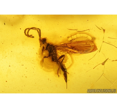 Proctotrupid Wasp Diapriidae. Fossil insect in Baltic amber #9778
