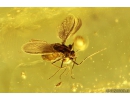 Nice Rare Wasp Mymaridae and True Midges Chironomidae Fossil insects in Baltic amber #9780