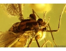 Nice Rare Wasp Mymaridae and True Midges Chironomidae Fossil insects in Baltic amber #9780