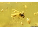 Nice Rare Wasp Mymaridae and True Midges Chironomidae Fossil insects in Baltic amber #9780
