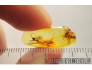 Very Nice Winged Ants Formicidae. Fossil inclusions Baltic amber #9782