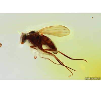 Two Long-legged flies Dolichopodidae. Fossil Inclusions in Ukrainian Rovno amber #9784R