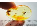 Two Long-legged flies Dolichopodidae. Fossil Inclusions in Ukrainian Rovno amber #9784R