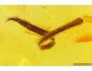 Very Nice Leaf. Fossil inclusion in Baltic amber stone #9788