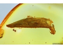 Nice Leaf. Fossil inclusion in Baltic amber stone #9789