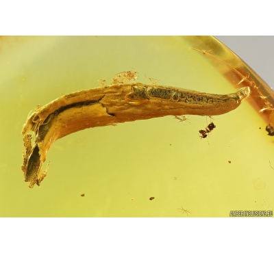 Nice Leaf. Fossil inclusion in Baltic amber stone #9789