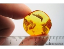 Nice Leaf. Fossil inclusion in Baltic amber stone #9789