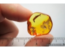 Nice Leaf. Fossil inclusion in Baltic amber stone #9789