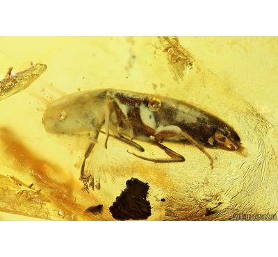 Click beetle Elateroidea. Fossil insect in Ukrainian Rovno amber #9790R