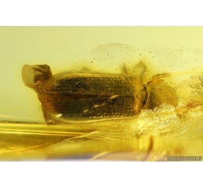 Very nice Checkered beetle Cleridae. Fossil insect in Baltic amber #9792
