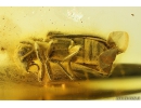Very nice Checkered beetle Cleridae. Fossil insect in Baltic amber #9792
