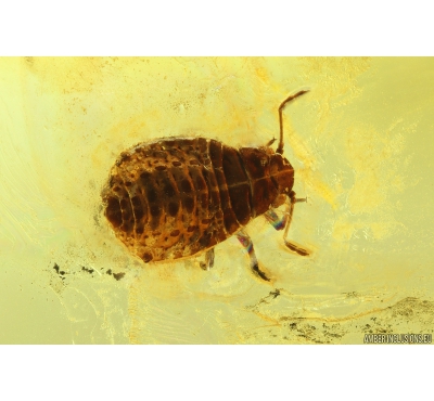 Very nice Aphid, Aphididae. Fossil insect in Ukrainian Rovno amber #9796R