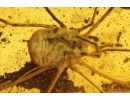 Harvestman Opiliones and Long-legged fly Dolichopodidae. Fossil inclusions in Baltic amber #9797