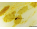 Nice Harvestman Opiliones. Fossil inclusion in Baltic amber #9798