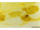 Nice Harvestman Opiliones. Fossil inclusion in Baltic amber #9798