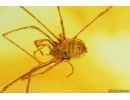 Nice Harvestman Opiliones. Fossil inclusion in Baltic amber #9798