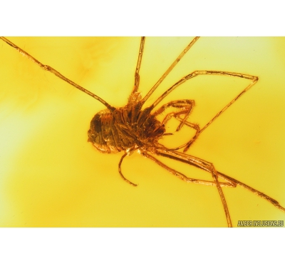 Nice Harvestman Opiliones. Fossil inclusion in Baltic amber #9798