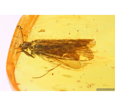 Nice Caddisfly Trichoptera Fossil insect in Baltic amber #9801