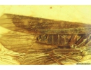 Nice Caddisfly Trichoptera Fossil insect in Baltic amber #9801