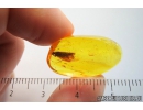 Nice Caddisfly Trichoptera Fossil insect in Baltic amber #9801