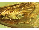 Nice Caddisfly Trichoptera Fossil insect in Baltic amber #9802