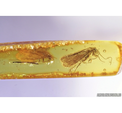 Two Nice Caddisflies Trichoptera. Fossil insects in Baltic amber stone #9803