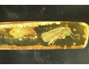 Two Nice Caddisflies Trichoptera. Fossil insects in Baltic amber stone #9803