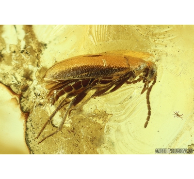 Nice False Flower Beetle Scraptiidae and Fungus Gnat Mycetophiloidea. Fossil insects in Baltic amber #9807