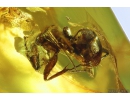 Two Ants, Hymenoptera. Fossil inclusions in Baltic amber stone #9815