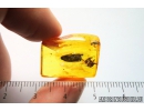 Two Ants, Hymenoptera. Fossil inclusions in Baltic amber stone #9815