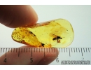 Winged Ant, Hymenoptera Fossil inclusion Baltic amber #9816
